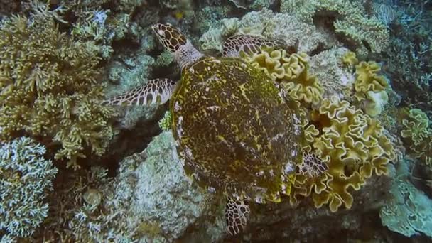 玳瑁海龟游泳在软 硬珊瑚在 Raja Ampat Kri 西巴布亚 印度尼西亚 从山顶上拍摄 — 图库视频影像