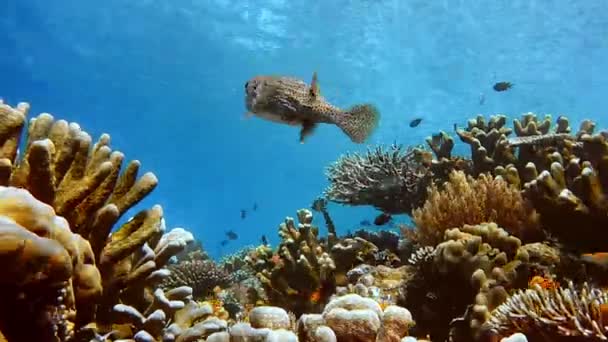 サンゴ礁の上にきれいな水の中に大きなフグ 太陽の光が水面を — ストック動画