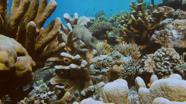 Big Puffer Peixe Água Limpa Limpa Entre Recife Coral Intacto — Vídeo de Stock