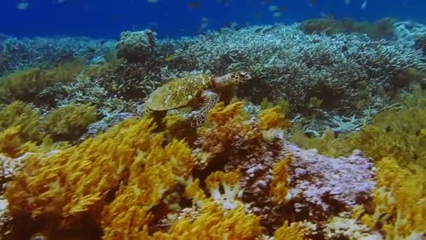 Groene Zeeschildpad Zwemmen Onderwaterstroming Een Kleurrijk Zacht Koraalrif Harde Koralen — Stockvideo