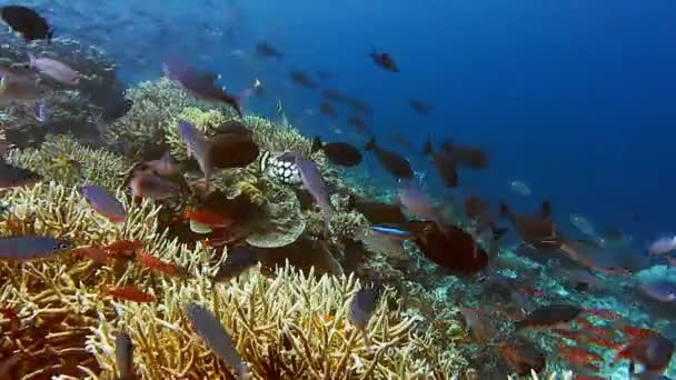 Школа Коралових Риб Клоун Чорний Спрацьовують Біля Твердих Коралів Фрівенській — стокове відео