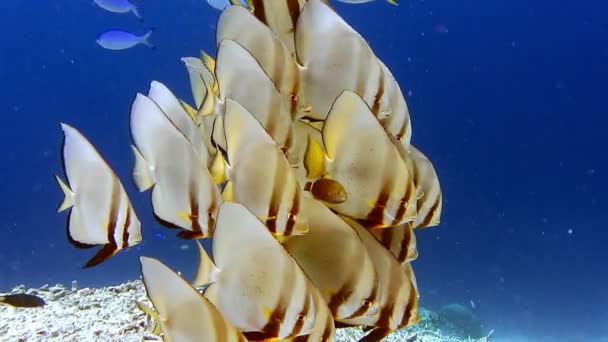 Grupa Tallfin Batfish Pier Riff Edge Wyspie Kri Raja Ampat — Wideo stockowe