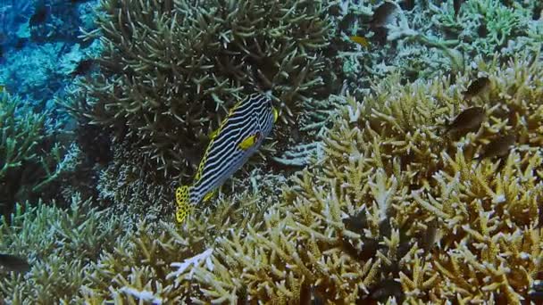 Close Sweetlip Emperor Fish Hard Coral Field Reef Edge Kri — Stockvideo