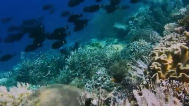 Yakınındaki en iyi Friwen Adası, Gam, Raja Ampat, Endonezya nokta dalış friwen duvara sert mercanlar mercan balık sürüsü.