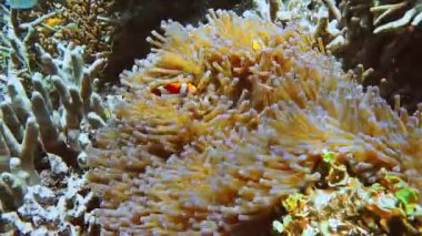 Sahte Palyaço Balık Ailesi Nemo Balığı Pembe-Yeşil Anemone 'da.
