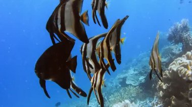 Kri Adası yakınlarındaki Tallfin Batfish ve Riff Edge grubu, Raja Ampat, Endonezya.