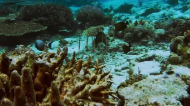 Tropikal Razorfish Aeoliscus strigatus sürüsü körfezin dibinde, sığ sularda sert mercan resifleri arasında yüzüyor..