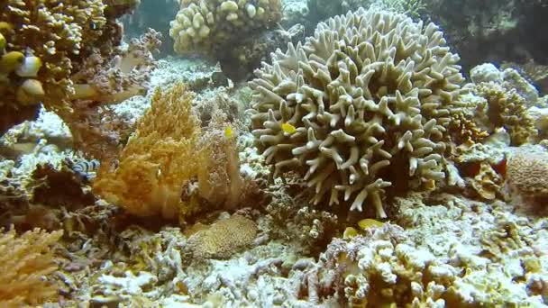 Escola Peixes Coral Perto Corais Duros Parede Friwen Melhor Ponto — Vídeo de Stock