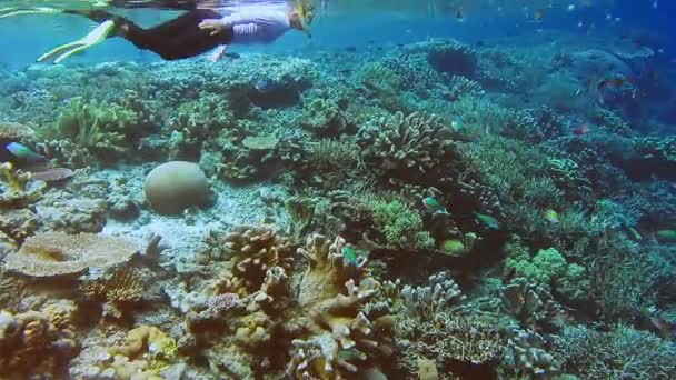 水着姿の女性スノーカーがサンゴ礁に沿ってシュノーケリングをし ガム島には多くの熱帯魚がいる インドネシア西パプア州ラジャアンパット — ストック動画