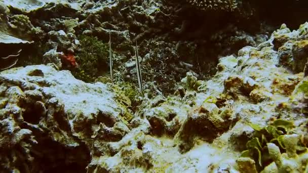 Podvodní Tropické Ryby Vertikální Poloze Žiletka Aeoliscus Strigatus Plavání Mezi — Stock video