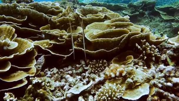 Pesce Tropicale Subacqueo Posizione Verticale Pesci Rasoio Eoliscus Strigatus Sopra — Video Stock