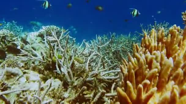 Escola Peixes Coral Perto Corais Duros Parede Friwen Melhor Ponto — Vídeo de Stock