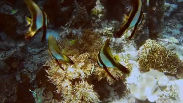 Grupo Peces Batfish Tallfin Cerca Del Muelle Riff Edge Isla — Vídeo de stock