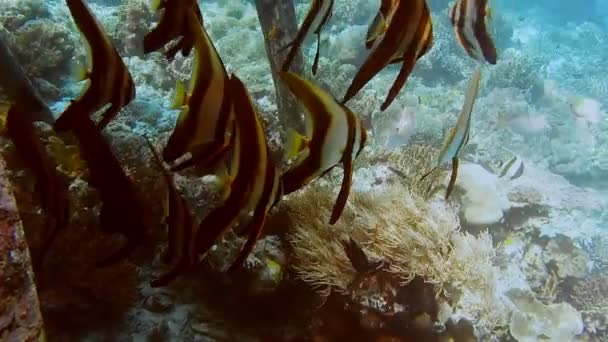 Gruppo Tallfin Batfish Vicino Molo Bordo Del Riff Sull Isola — Video Stock
