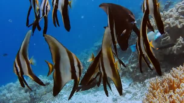 Grupo Peces Batfish Tallfin Cerca Del Muelle Riff Edge Isla — Vídeo de stock