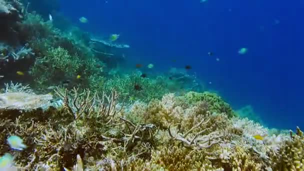 Школа Коралових Риб Поряд Твердих Коралів Friwen Стіні Найкраще Дайвінг — стокове відео