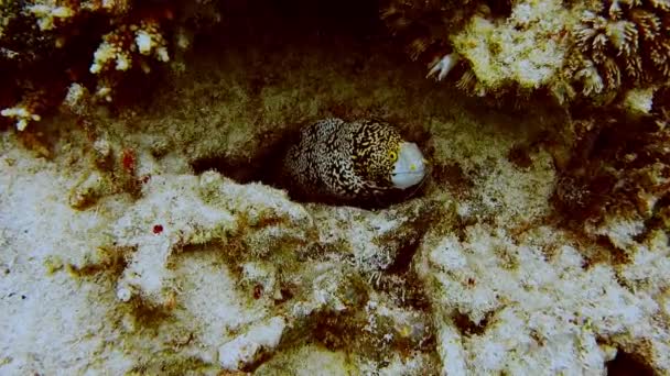 Sarı Köşeli Moray Yılanbalığı Mercan Kayalıklarında Saklanan Turuncu Gözlü — Stok video