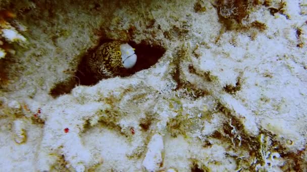 Yellow Edged Moray Eel Orange Eyes Hiding Coral Reef — Vídeos de Stock