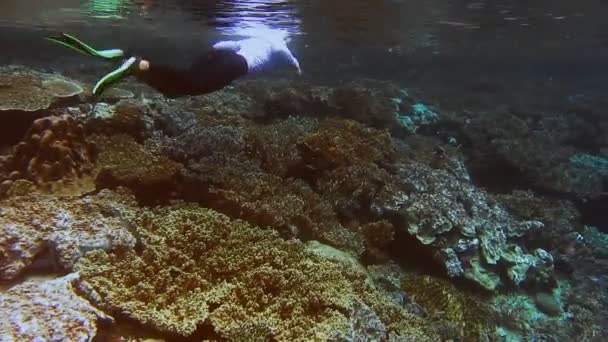 Mujer Traje Baño Haciendo Snorkel Largo Pared Friwen Lugar Buceo — Vídeo de stock