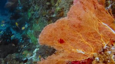 Raja Ampat, Endonezya 'da büyük bir gorgonyan mercanı resifte yetişiyor. Yüksek deniz biyolojik çeşitliliği.