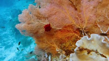 Raja Ampat, Endonezya 'da büyük bir gorgonyan mercanı resifte yetişiyor. Yüksek deniz biyolojik çeşitliliği.