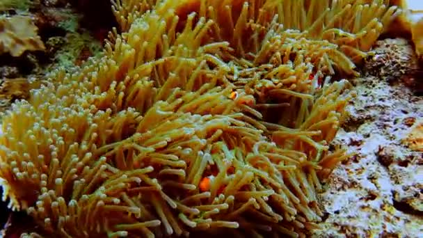 False Clown Fish Family Known Nemo Fish Pink Green Anemone — Stok Video