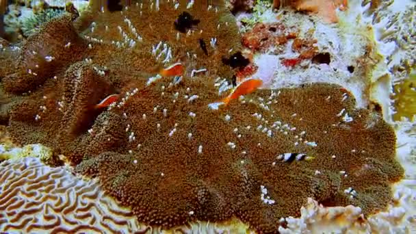 Falsche Clownfischfamilie Als Nemo Fisch Auf Rosa Grüner Anemone Bekannt — Stockvideo