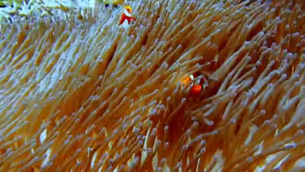 False Clown Fish Family Known Nemo Fish Pink Green Anemone — Stok Video