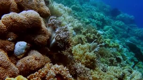 热带软珊瑚礁水下景观 体育活动场所 漂亮的珊瑚礁墙 — 图库视频影像