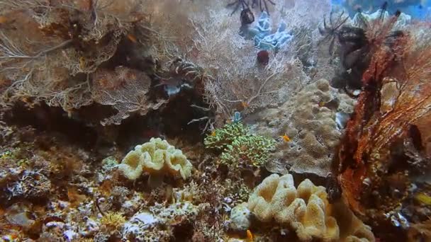 印度尼西亚拉贾安帕塔的一个珊瑚礁上生长着巨大的大猩猩扇形珊瑚 海洋生物多样性高 — 图库视频影像