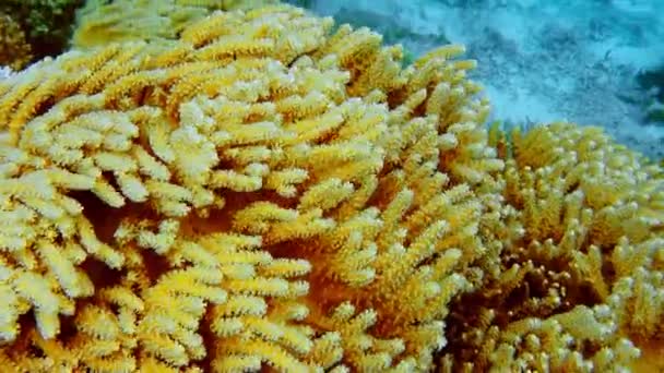 Corais Suaves Amarelos Vibrantes Sob Uma Saliência Uma Ilha Tropical — Vídeo de Stock