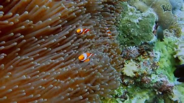 Sahte Palyaço Balık Ailesi Nemo Balığı Pembe Yeşil Anemone — Stok video