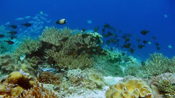 Mercan Bahçesinde Farklı Tropikal Balık Sürüleri — Stok video