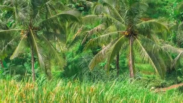 Kokosowe Palmy Przenoszenie Przez Wiatr Tarasach Tegalalang Bali Indonezja — Wideo stockowe