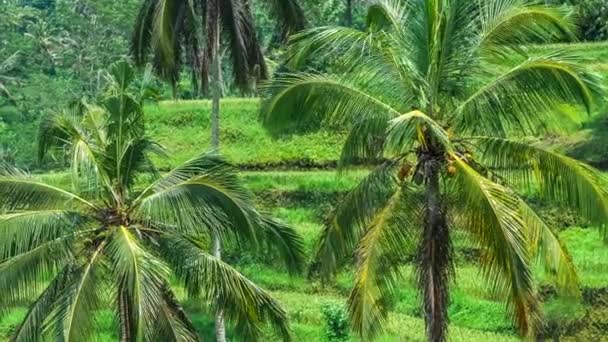 Palmeras Coco Cascada Tegalalang Rice Terrace Bali Países Bajos — Vídeo de stock