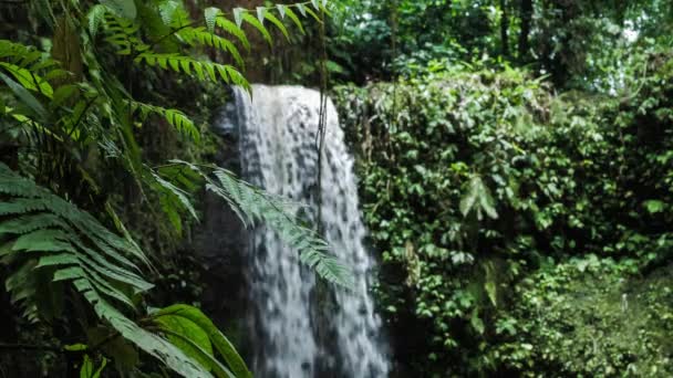 Närbild Djungeln Ormbunke Växter Framför Tropiska Vattenfall — Stockvideo