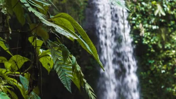Zamknąć Dżungli Paproć Rośliny Przemieszczane Przez Breeze Tropikalnym Wodospadem — Wideo stockowe