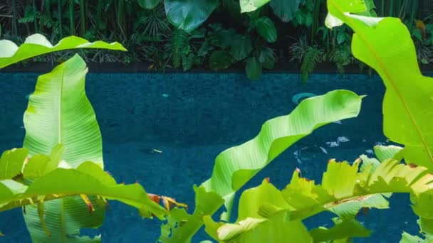Hermosa Joven Rubia Traje Baño Negro Flotando Piscina Plátano Verde — Vídeo de stock