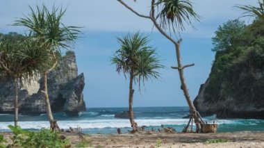 Nusa Penida Adası, Klungkung, Bali, Endonezya Atuh sahilde rock önünde sahilde Pandanus tectorius tropikal palmiye.