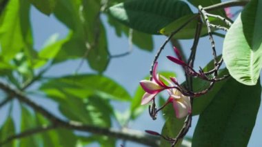 Rüzgar tarafından hareketli pembe çiçeği plumeria çiçek sapları ve yaprakları. Yeşil yaprakları arka planda sallanan.