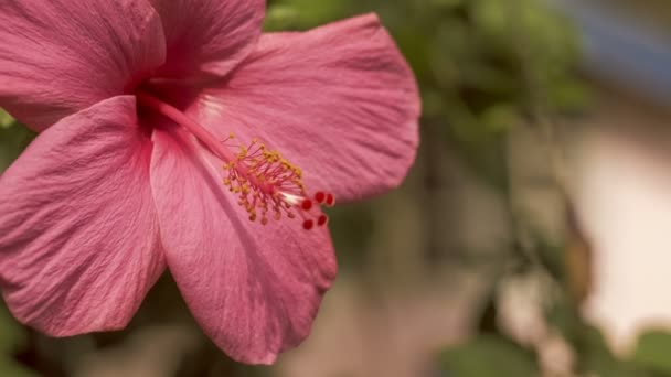 Flor Hibisco Fechar Profundidade Campo Rasa — Vídeo de Stock