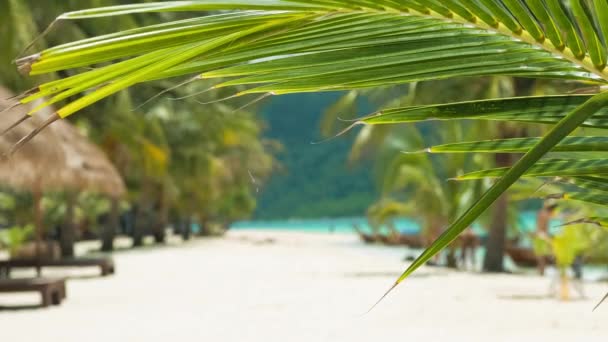 Tropisk Palm Blad Lätt Bris Och Tropisk Sandstrand Bakgrunden — Stockvideo