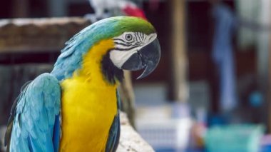 Amerika papağanı papağan. Mavi sarı Amerika papağanı papağan. Mavi Altın Amerika papağanı papağan. Ara ararauna. Neotropical papağan Amerika papağanı. Mavi Amerika papağanı papağan kuş. Mavi Amerika papağanı ara hayvan. Mavi Amerika papağanı papağan renkli.