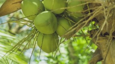 Coconat grup yakın bir palmiye ağacı üzerinde yukarı, Tayland, Asya