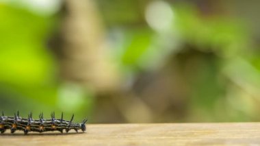 Ahşap yüzey, Railay, Krabi, Tayland üzerinde sürünen renkli dikenli kelebek Caterpillar.