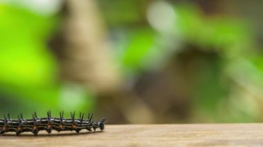 Ahşap yüzey, Railay, Krabi, Tayland üzerinde sürünen renkli dikenli kelebek Caterpillar.