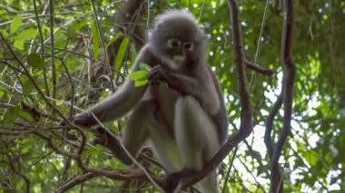 Alacakaranlık Maymunu, Ormanda Langur Yeşil Yaprak Yiyen, Railay, Krabi, Thailan, Dusky Langur, Ormanda Gözlüklü Langur