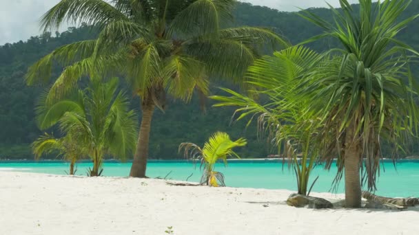 Tropiska Palmer Lätt Bris Tropisk Sandstrand Med Blå Hav Bakgrunden — Stockvideo