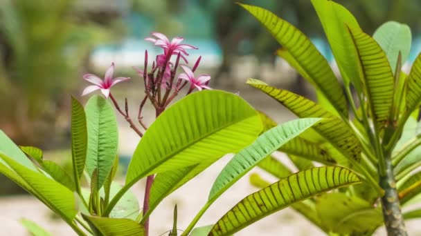 Plumeria Rubra Flor Con Follaje Verde Playa Arena Tropical Fondo — Vídeo de stock