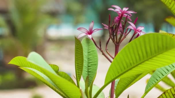 Plumeria Rubra Blomma Med Grön Blomning Tropisk Sandstrand Bakgrunden — Stockvideo